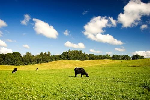 Animal welfare Lithuania